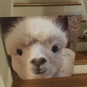 Meet your Posher, Mollie